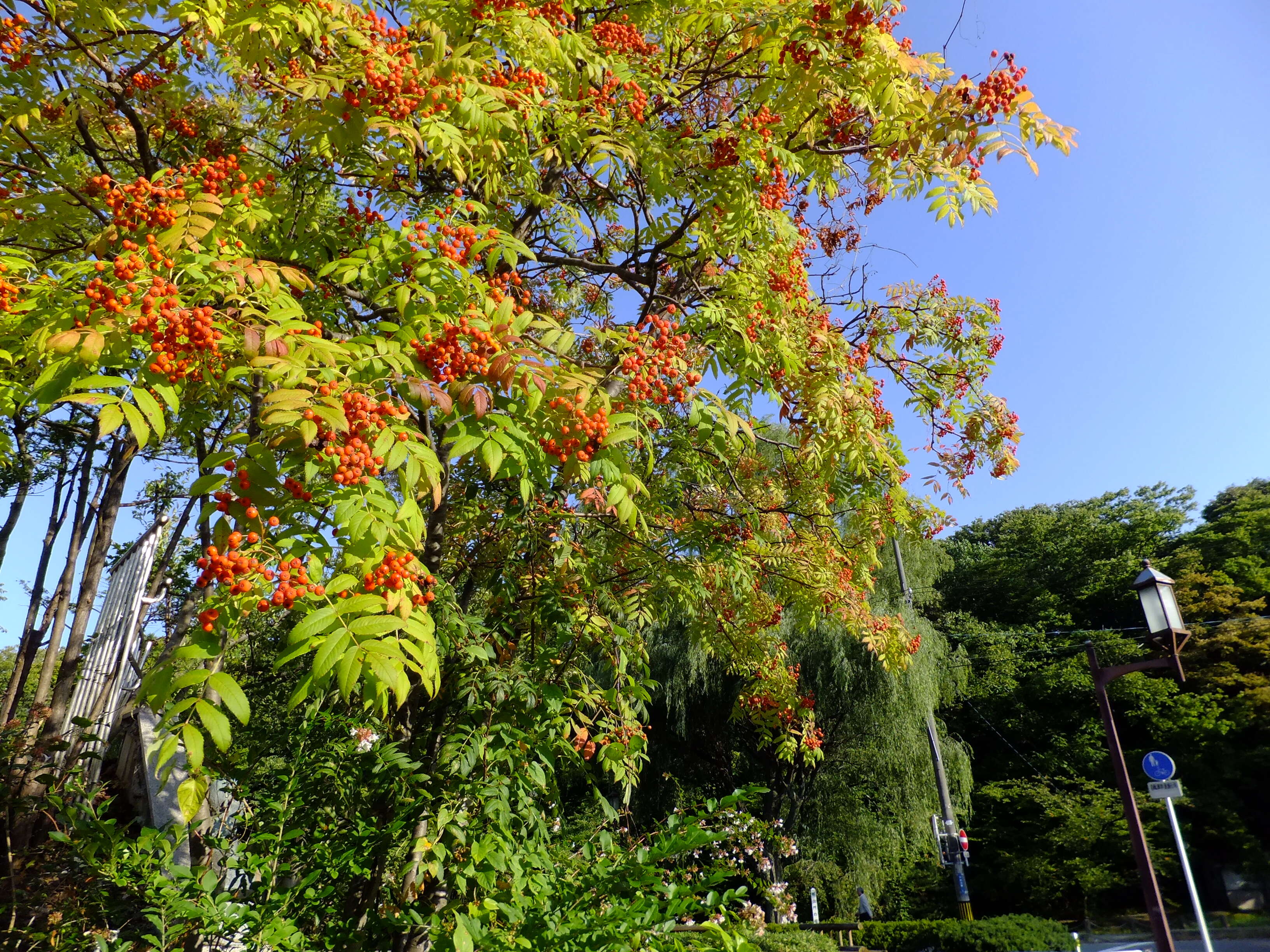 Image of Japanese Rowan