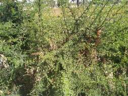 Image of Bauhinia rufescens Lam.