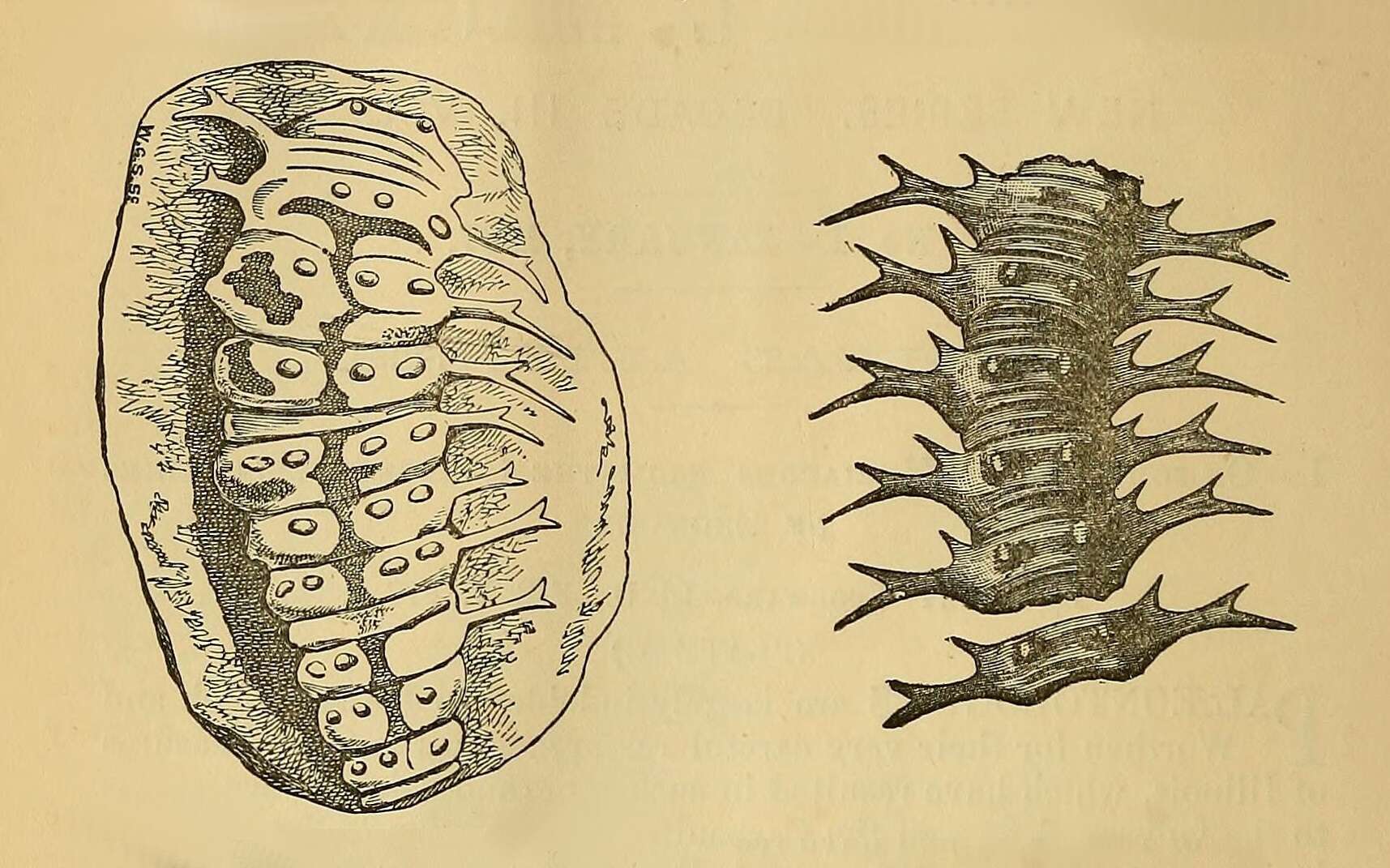 Image of Euphoberiidae