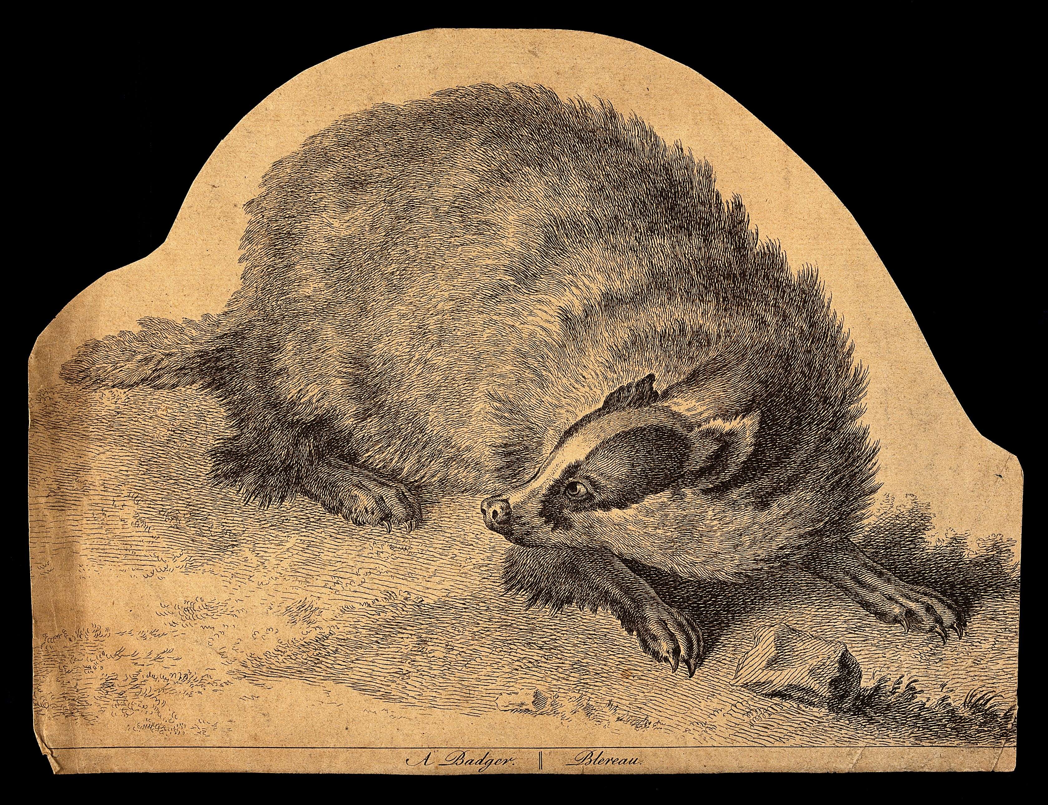 Image of badger