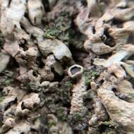 Image of wreath lichen