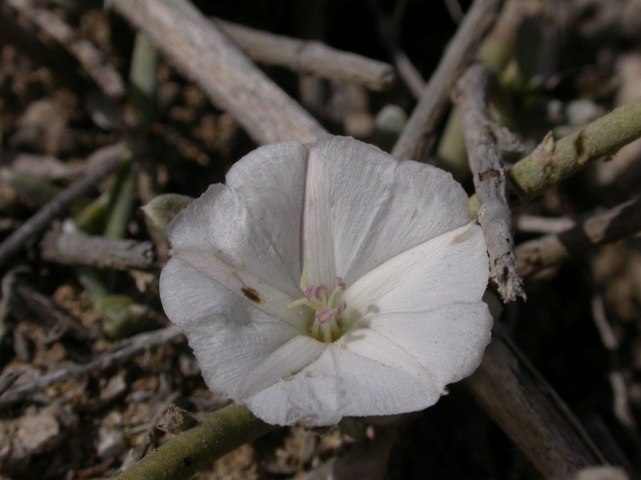 Слика од Convolvulus caput-medusae Lowe