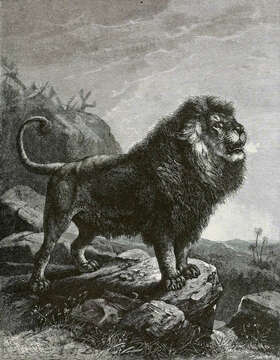 Image of Panthera leo nubica