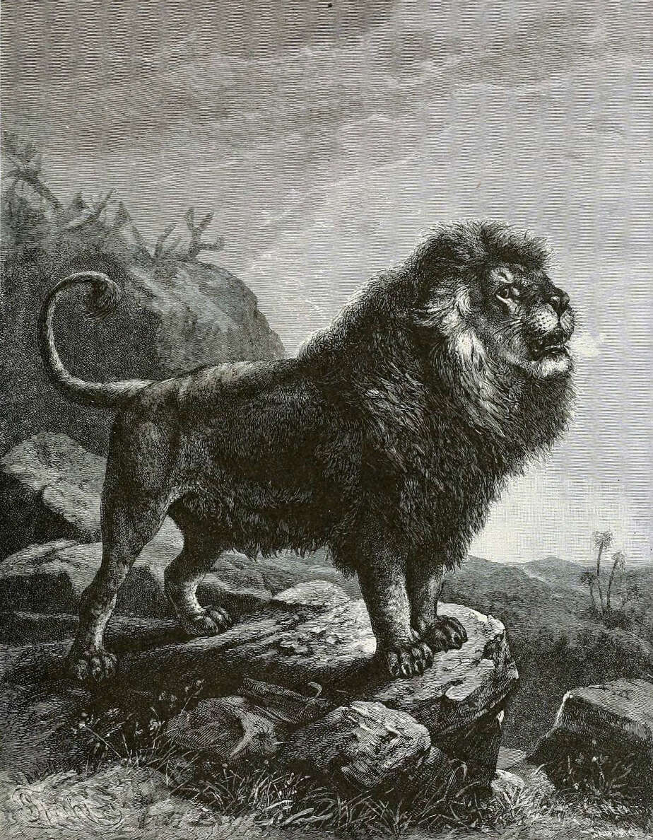 Image of Panthera leo nubica