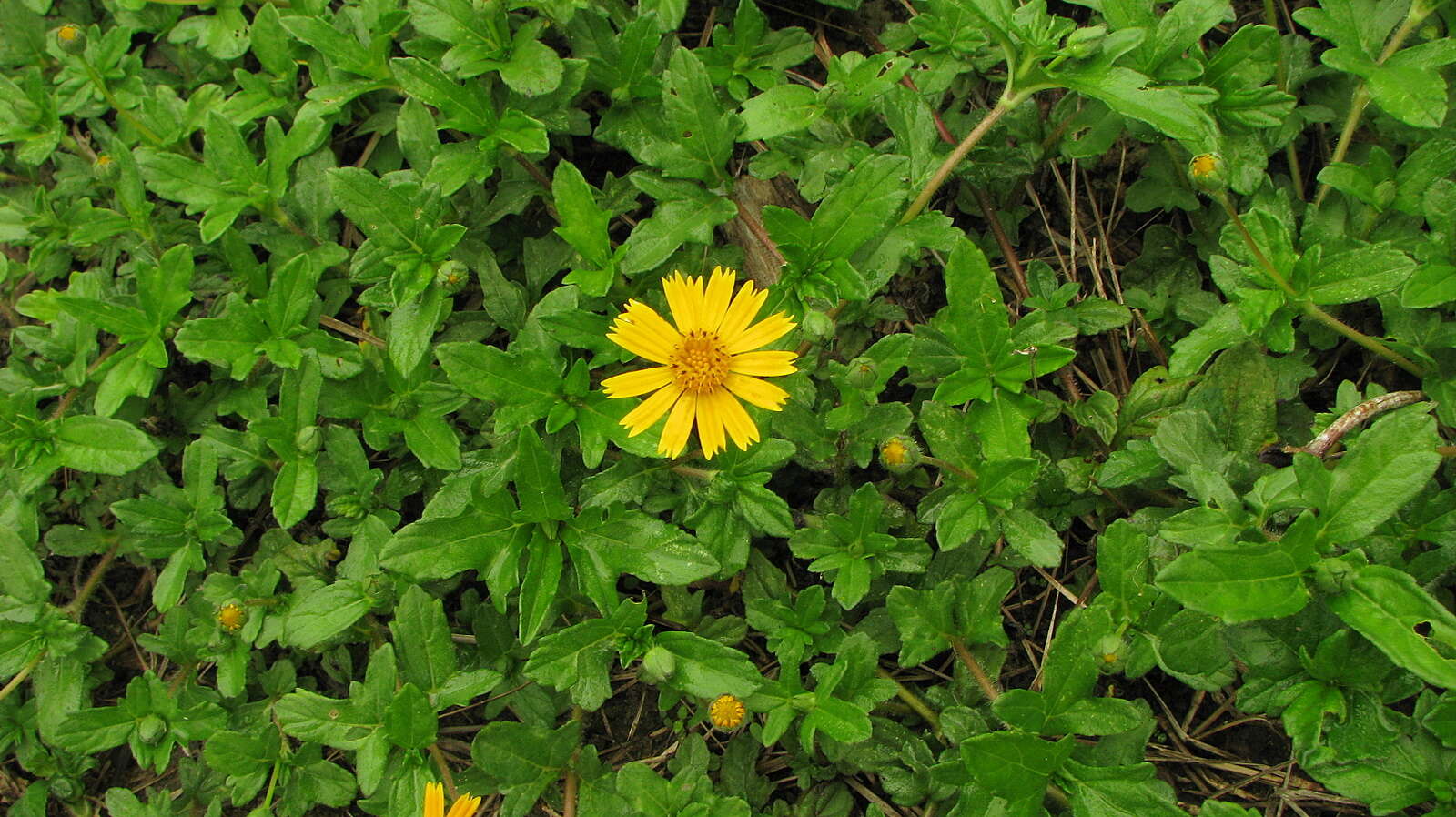 Image of Bay Biscayne creeping-oxeye