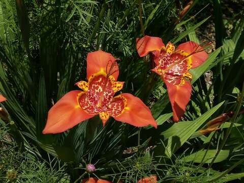 Image of Mexican Shellflower