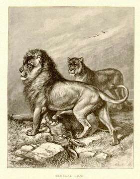 Image of Panthera leo senegalensis (J. N. von Meyer 1826)