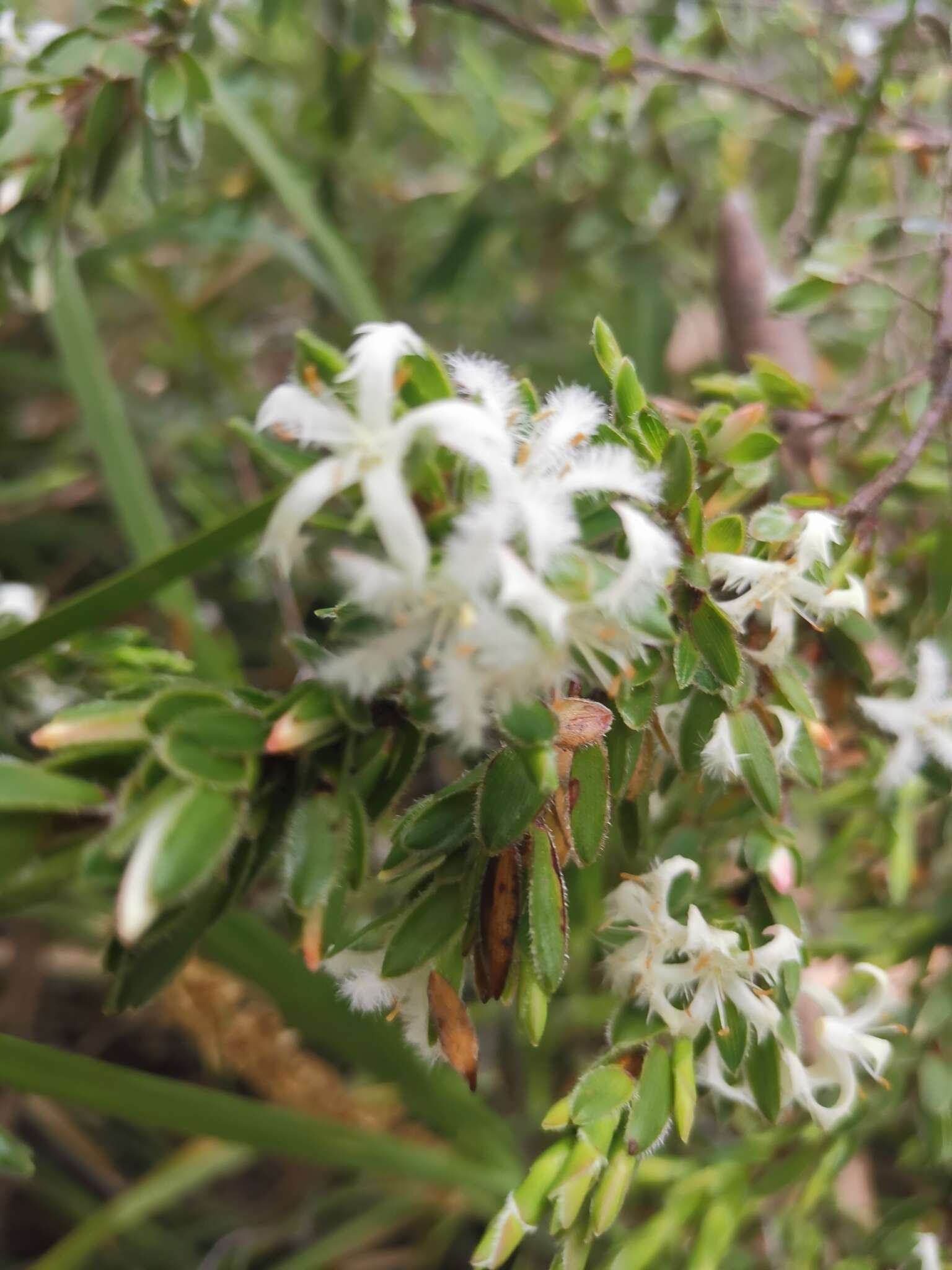 Image de Pentachondra involucrata R. Br.