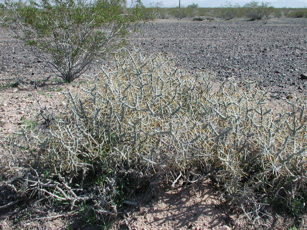 Image de Cylindropuntia ramosissima (Engelm.) F. M. Knuth