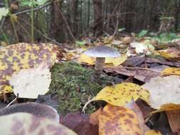 Image de Tricholoma cingulatum (Almfelt ex Fr.) Jacobasch 1892