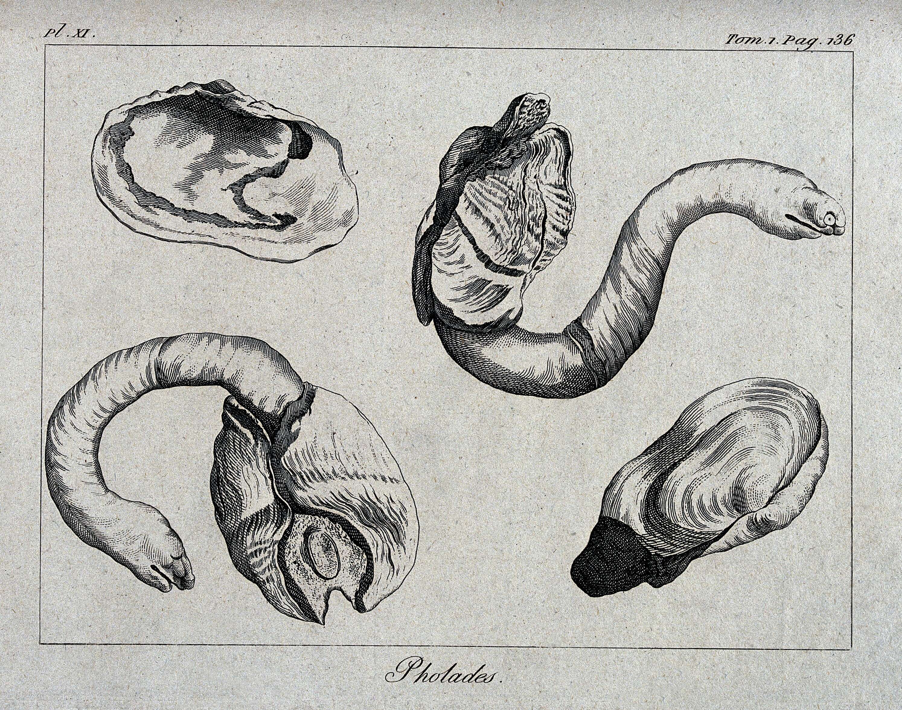 Image of Pholadidae Lamarck 1809
