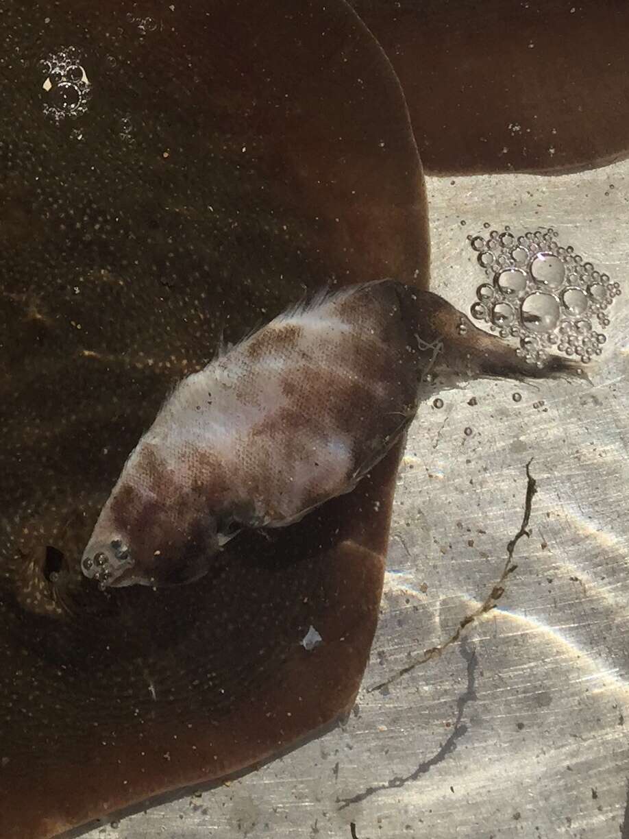 Image of California tonguefish