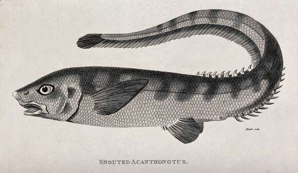 Слика од Notacanthus chemnitzii Bloch 1788