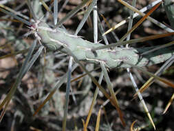 Imagem de Cylindropuntia ramosissima (Engelm.) F. M. Knuth