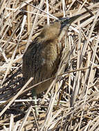 Image of great bittern, bittern