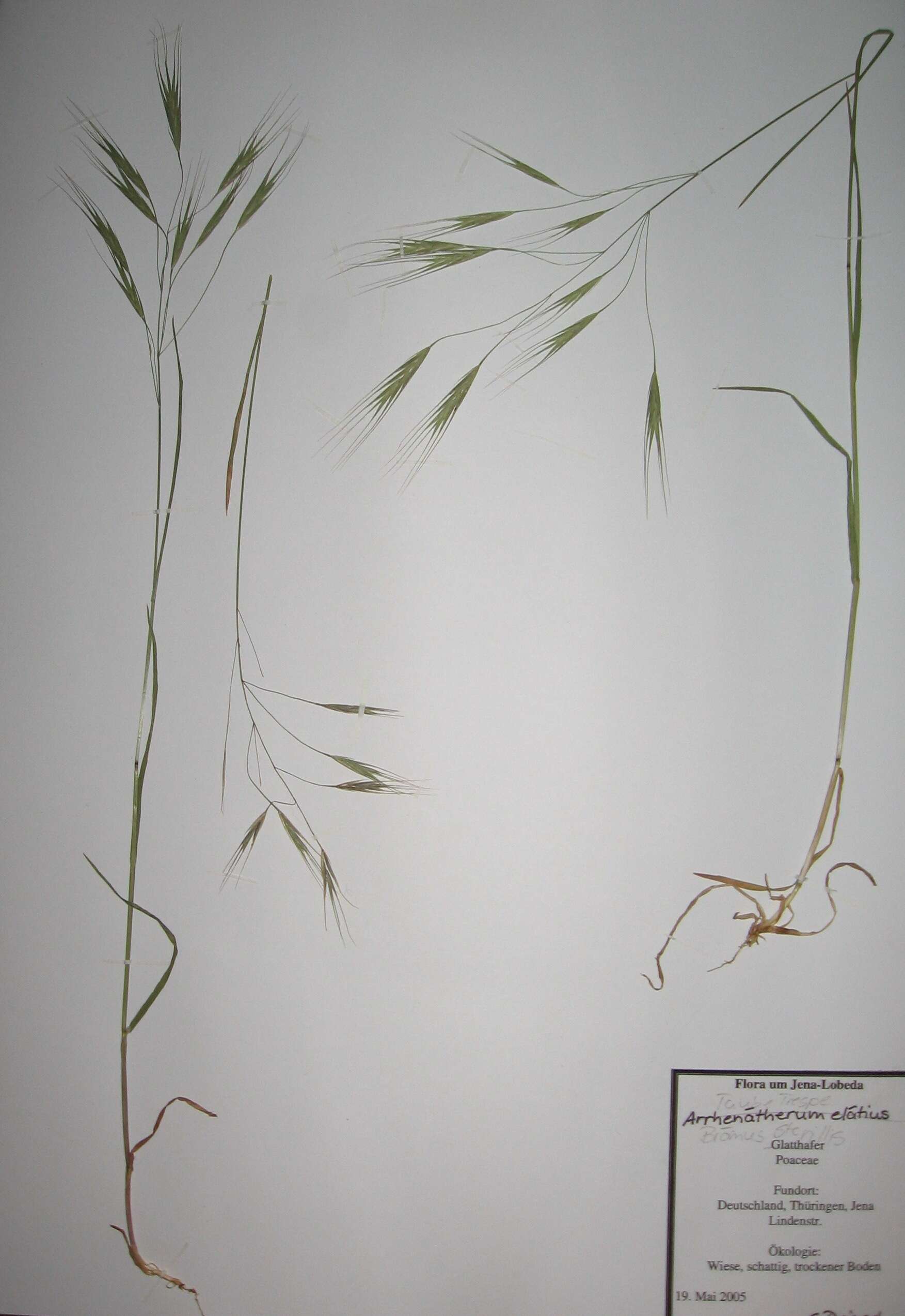 Image of Button Grass