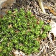 Image of Poole's starviolet