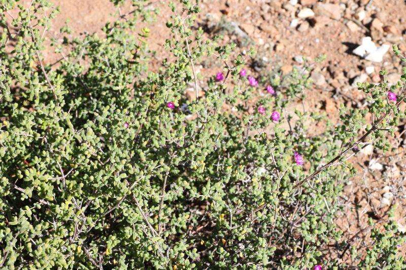 Imagem de Drosanthemum globosum L. Bol.