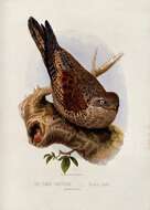 Image of Great Potoo