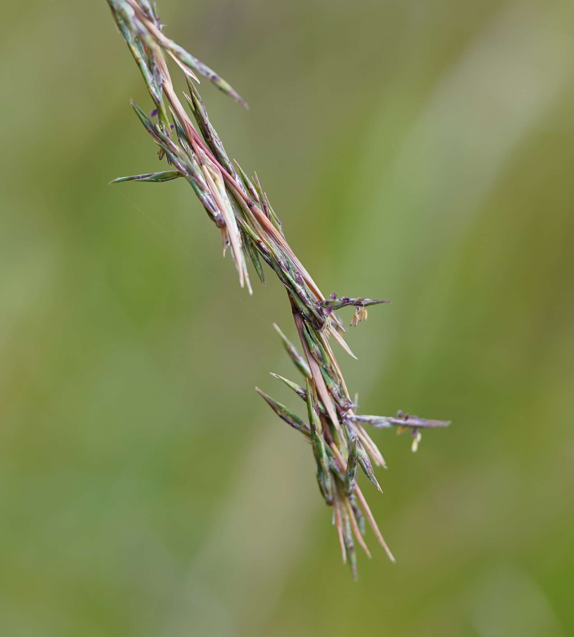 صورة Cymbopogon refractus (R. Br.) A. Camus