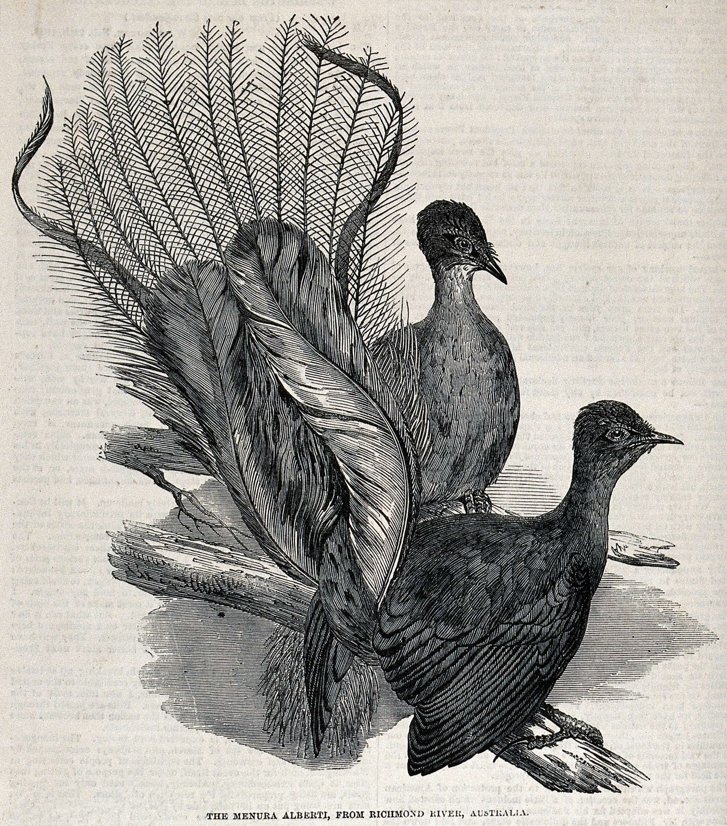 Image of Albert's Lyrebird