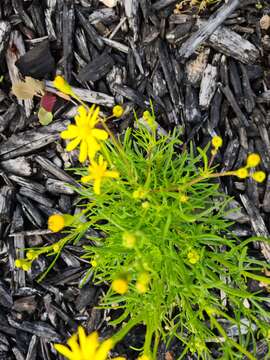 Image of Senecio spanomerus I. Thomps.