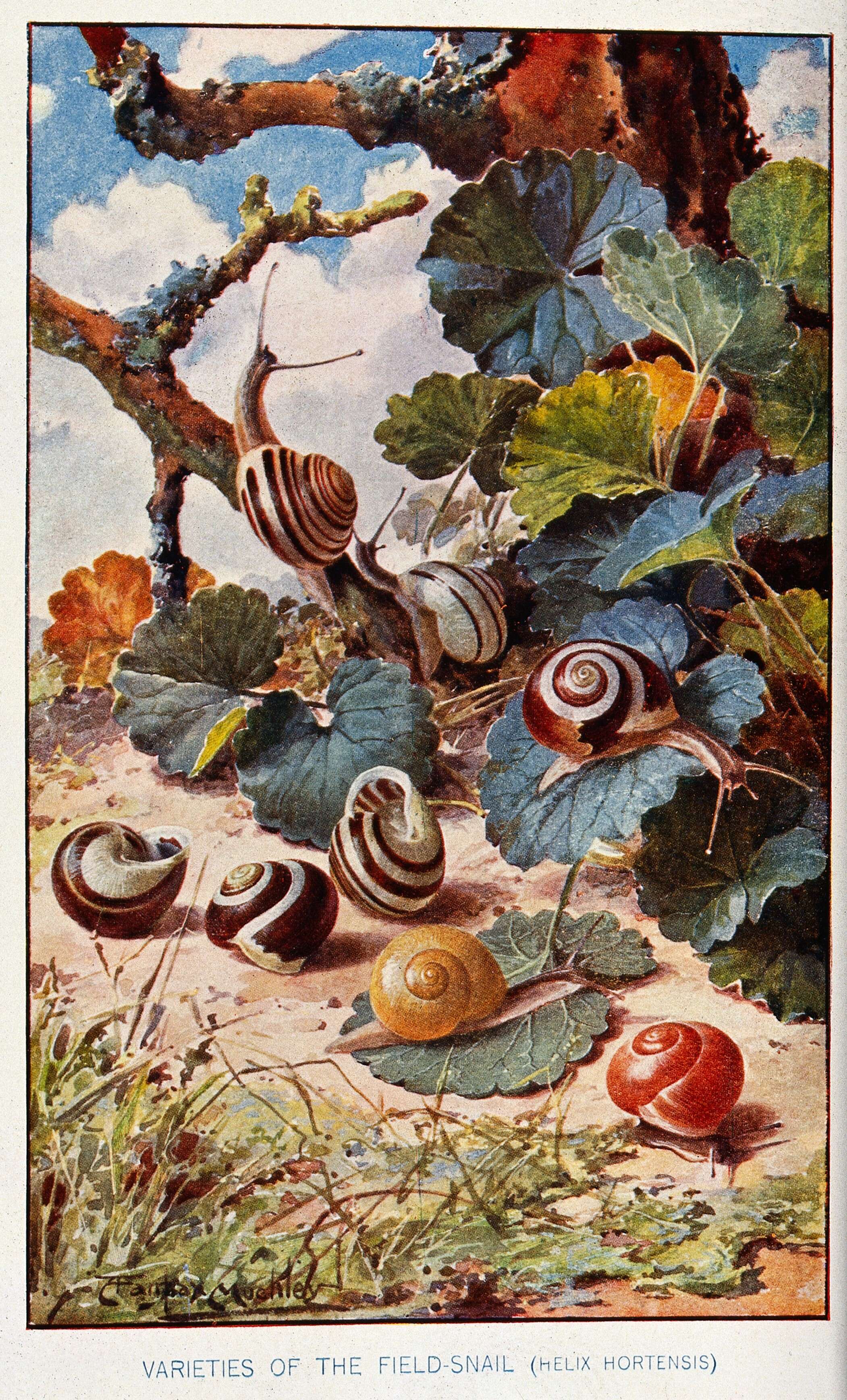 Image of helicid snails