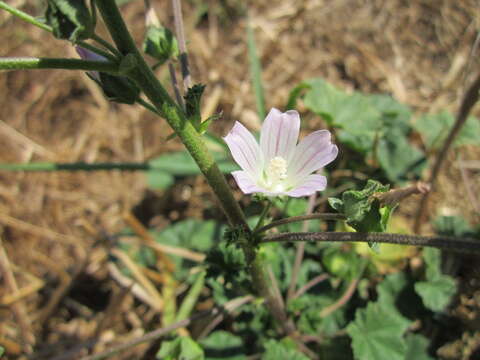 Image of common mallow