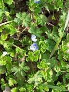 Image of birdeye speedwell