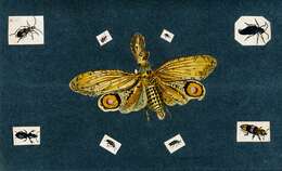 Image of Lantern Fly