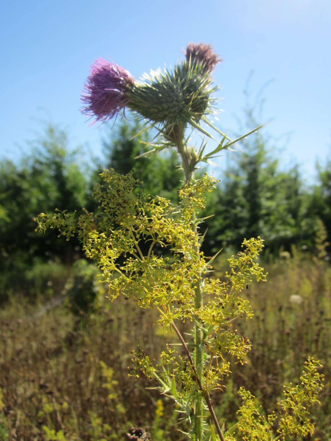 Image of Spear Thistle