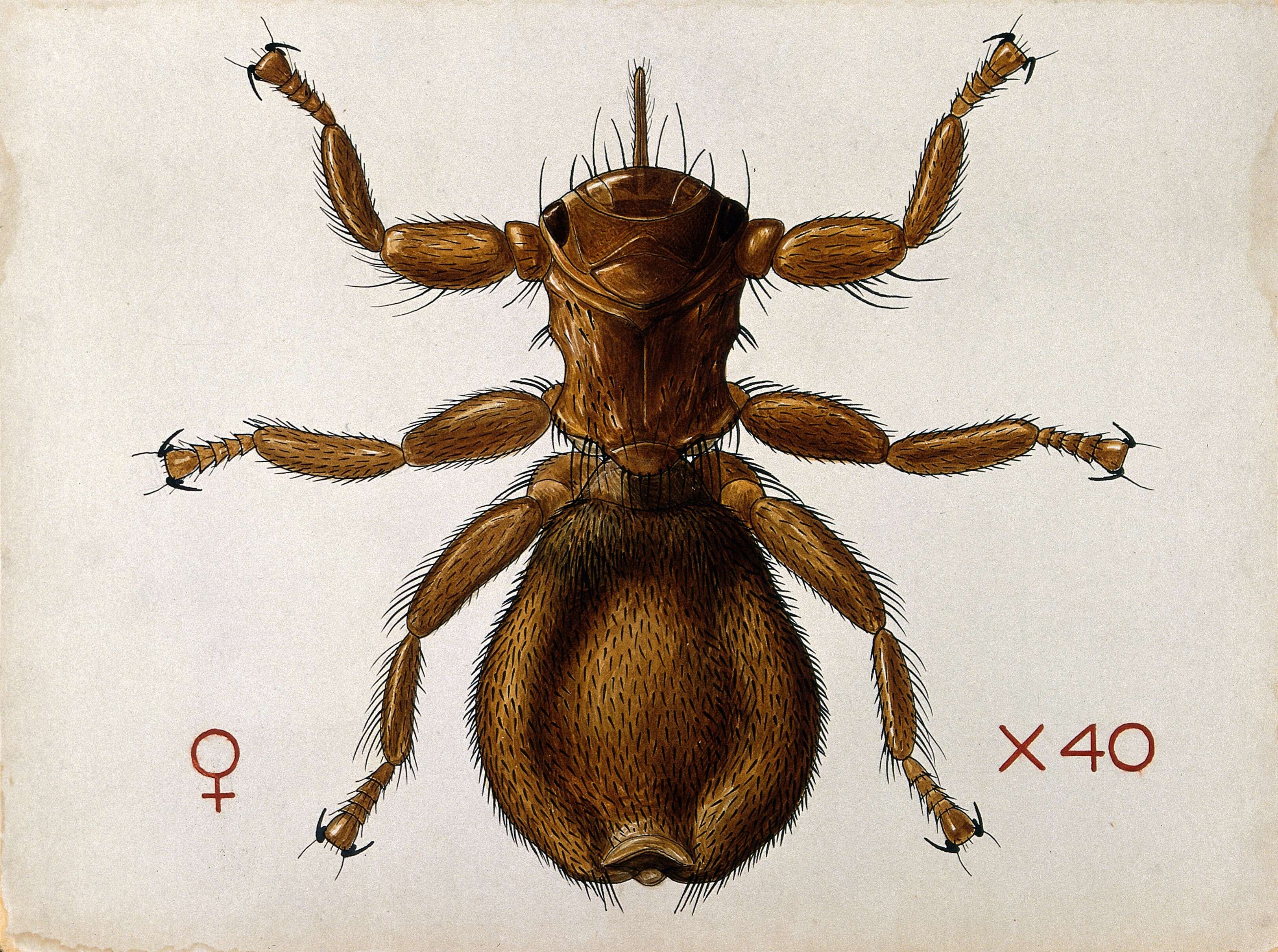 Image of Melophagus