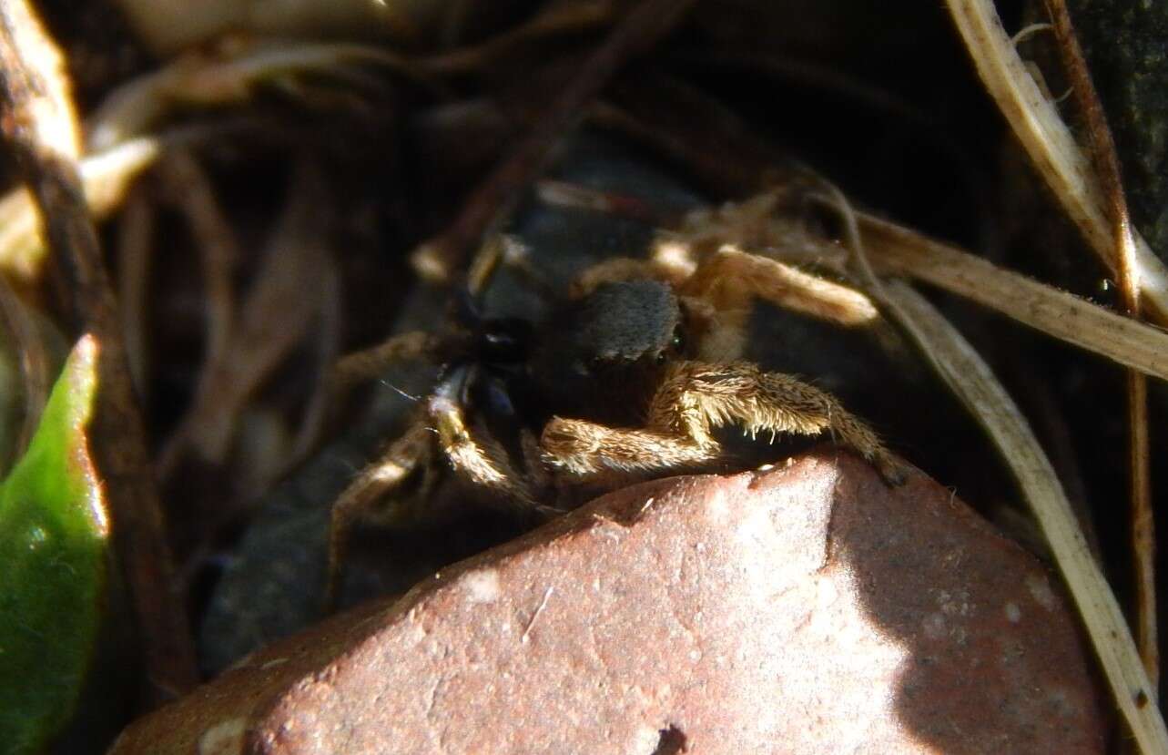 Image of Habronattus captiosus (Gertsch 1934)