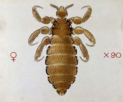 Pediculus humanus humanus Linnaeus 1758 resmi