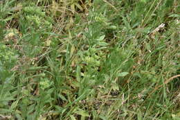 Image of Columbian whitetop aster