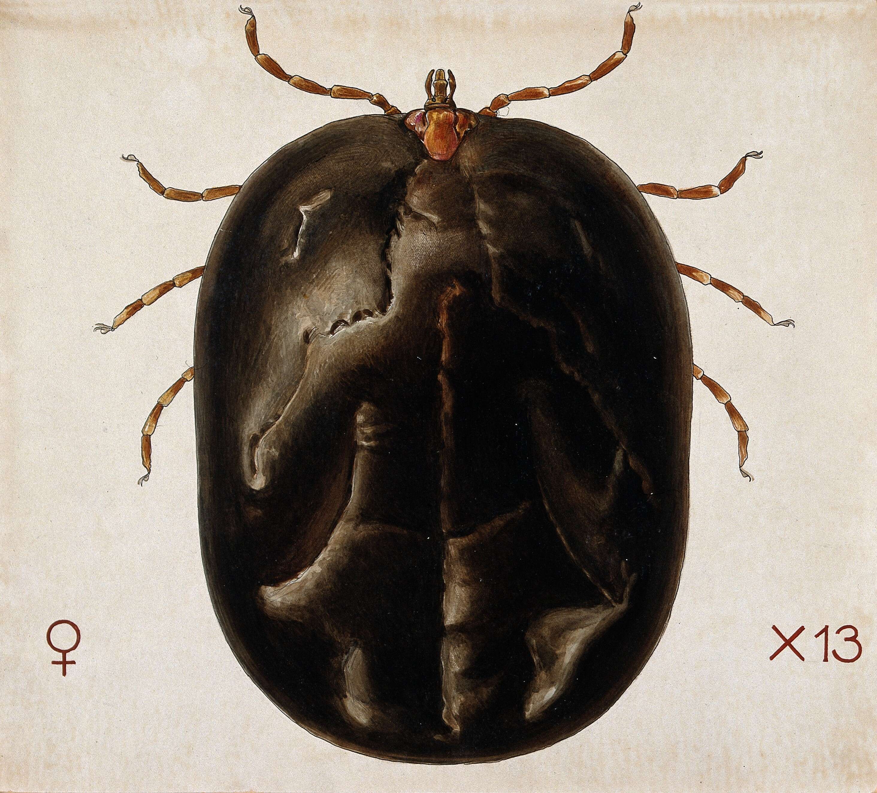 Image of Amblyomma hebraeum Koch 1844