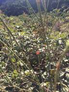 Image of Ephedra chilensis C. Presl