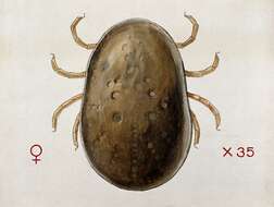 Image of hard ticks