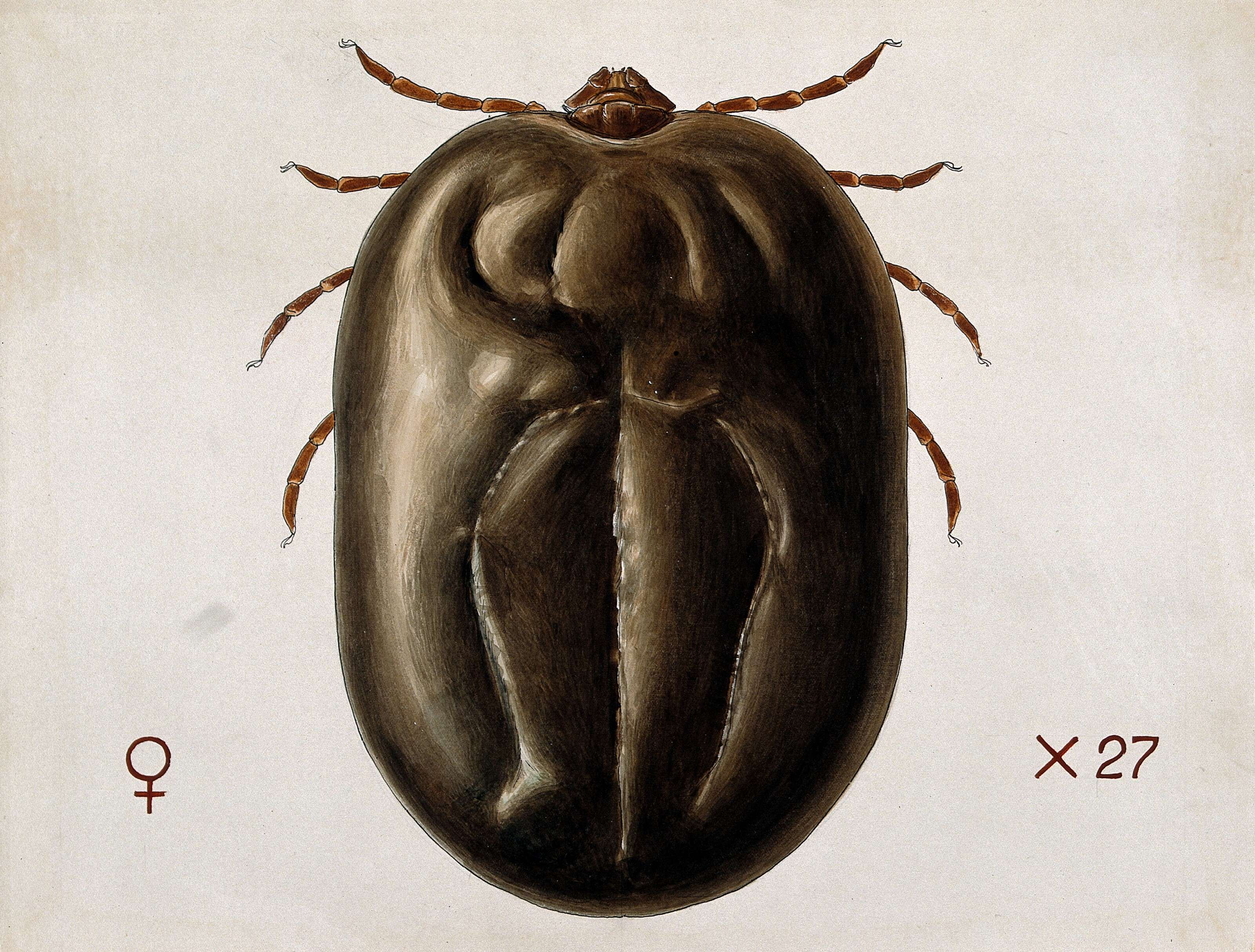 Image of hard ticks