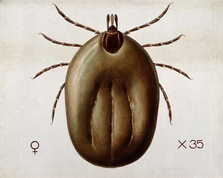 Image of Ixodes ricinus (Linnaeus 1758)