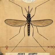 Imagem de Aedes aegypti (Linnaeus 1762)