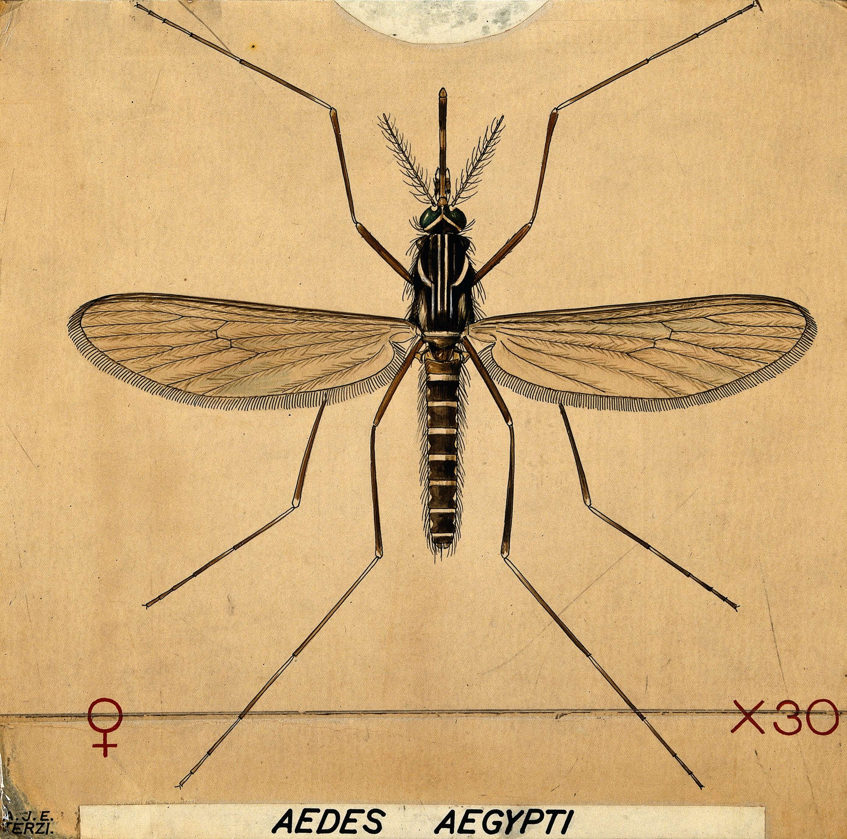 Imagem de Aedes aegypti (Linnaeus 1762)