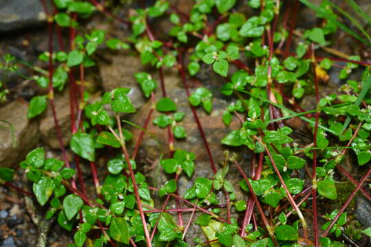 Image of Koenigia nepalensis D. Don