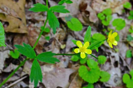 Ranunculus hispidus Michx.的圖片