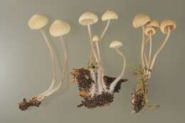 Mycena arcangeliana Bres. 1904 resmi