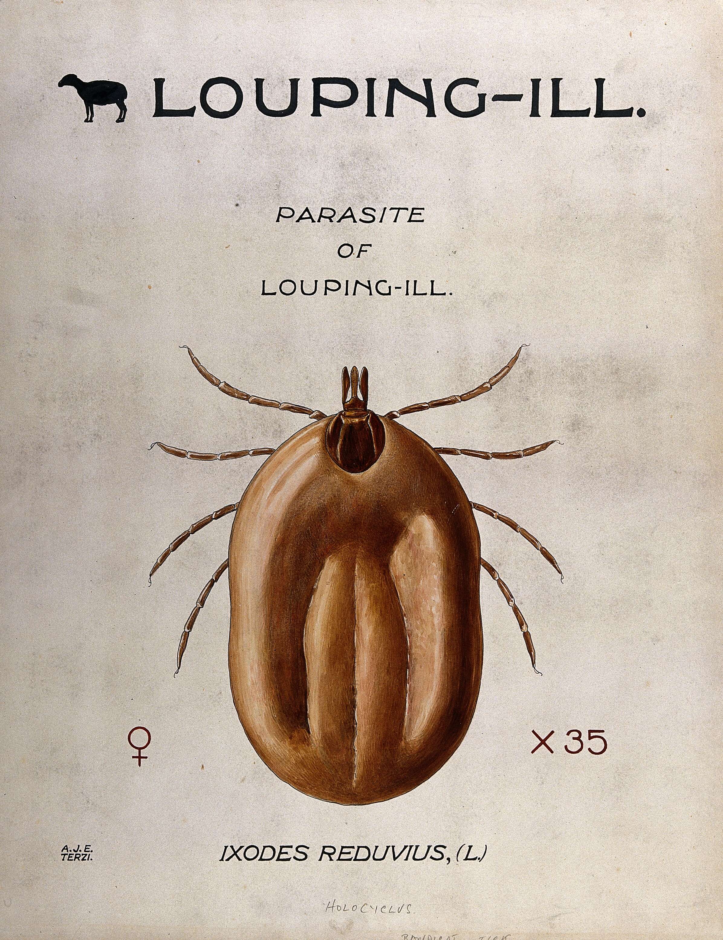 Image of hard ticks