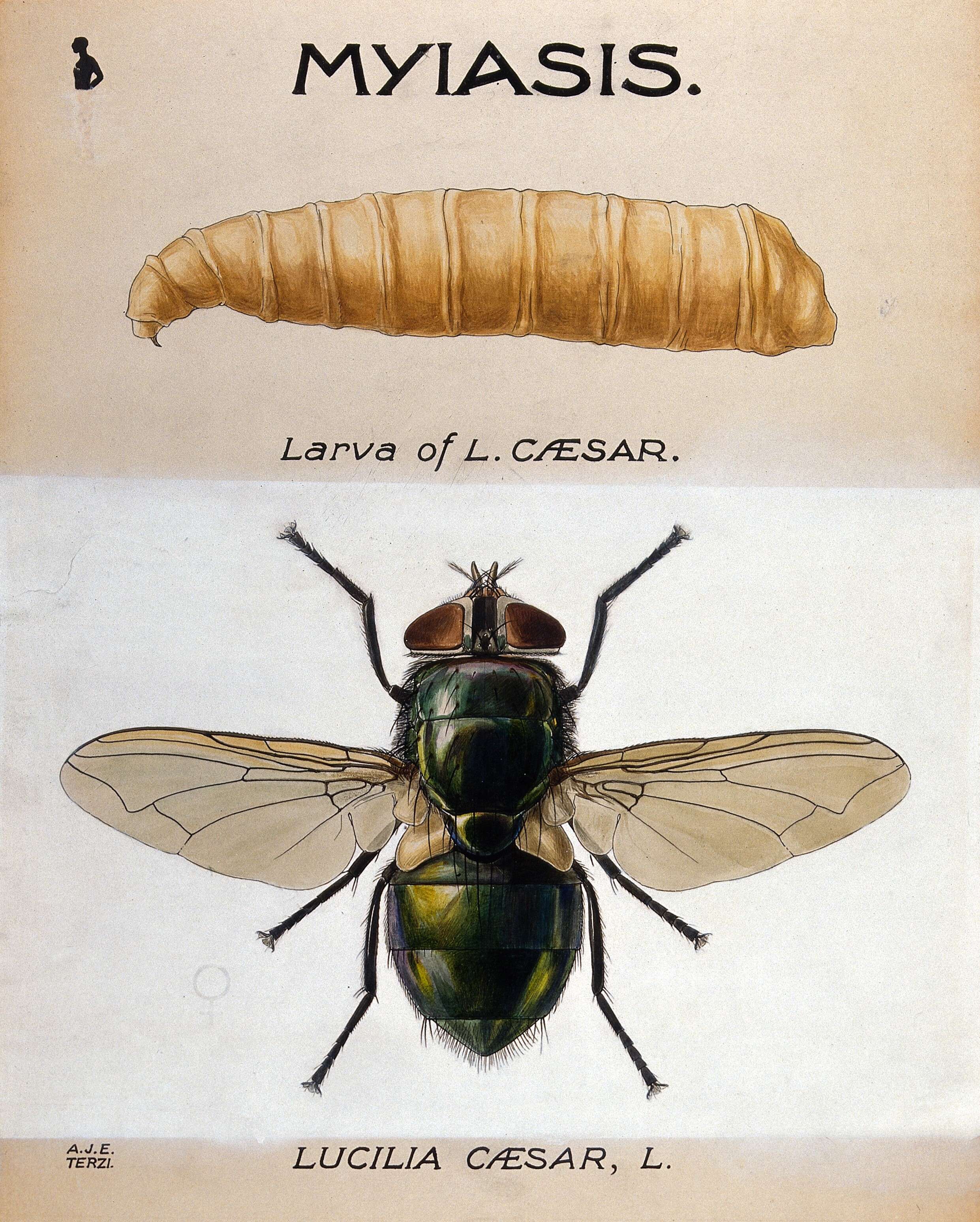 Image of Lucilia caesar (Linnaeus 1758)