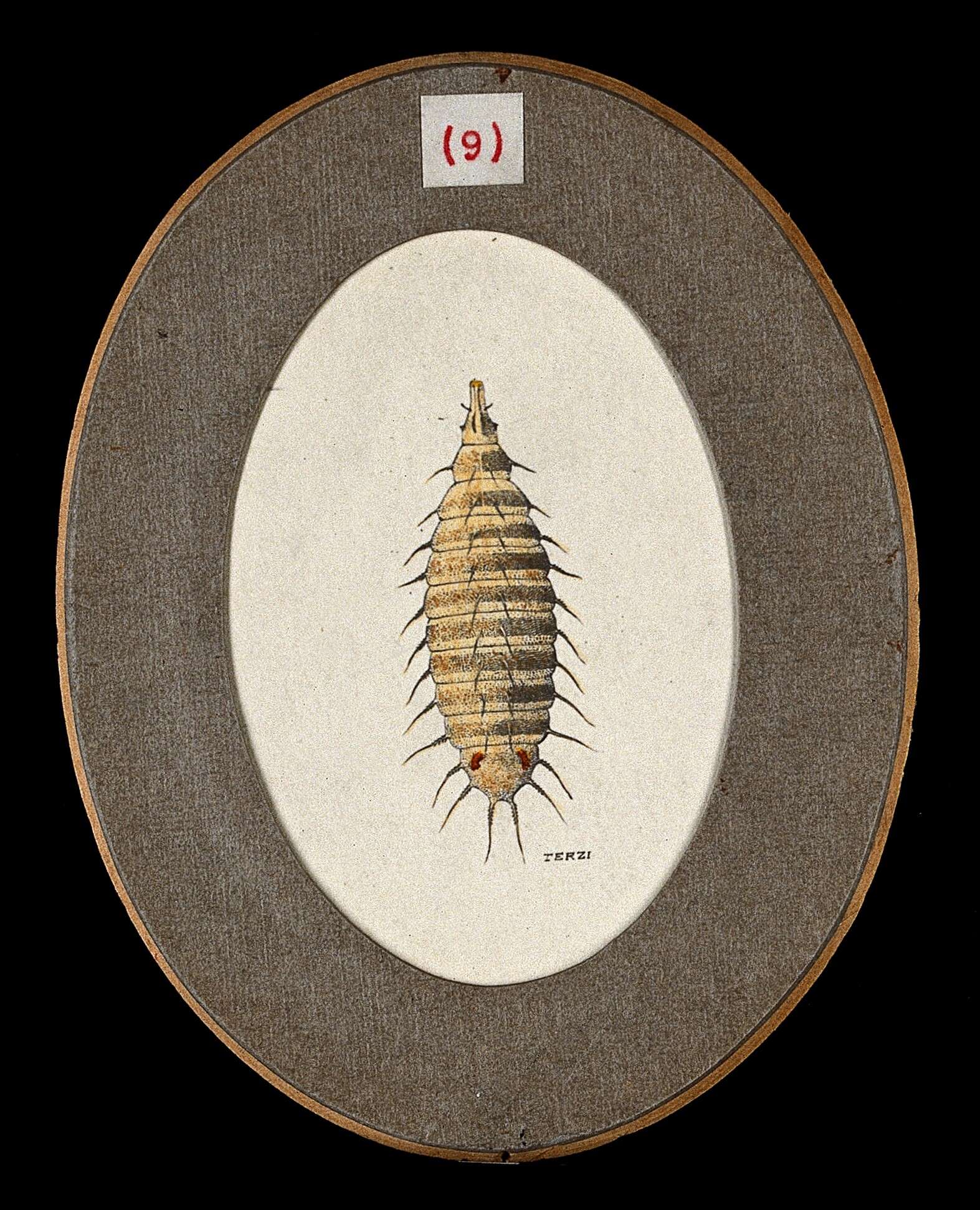 Imagem de Fannia canicularis (Linnaeus 1761)