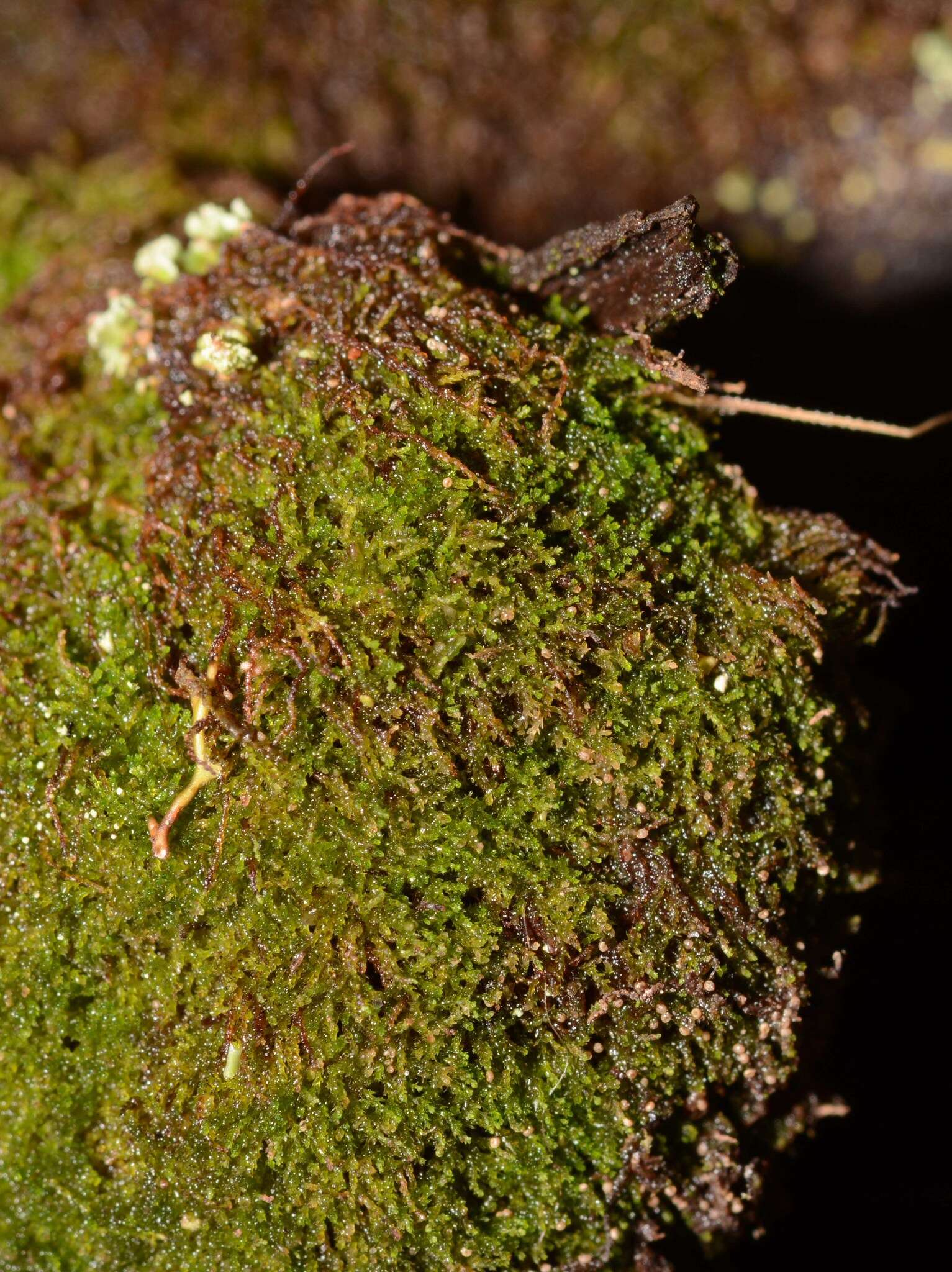 Image of Cephaloziella exiliflora (Taylor) Douin