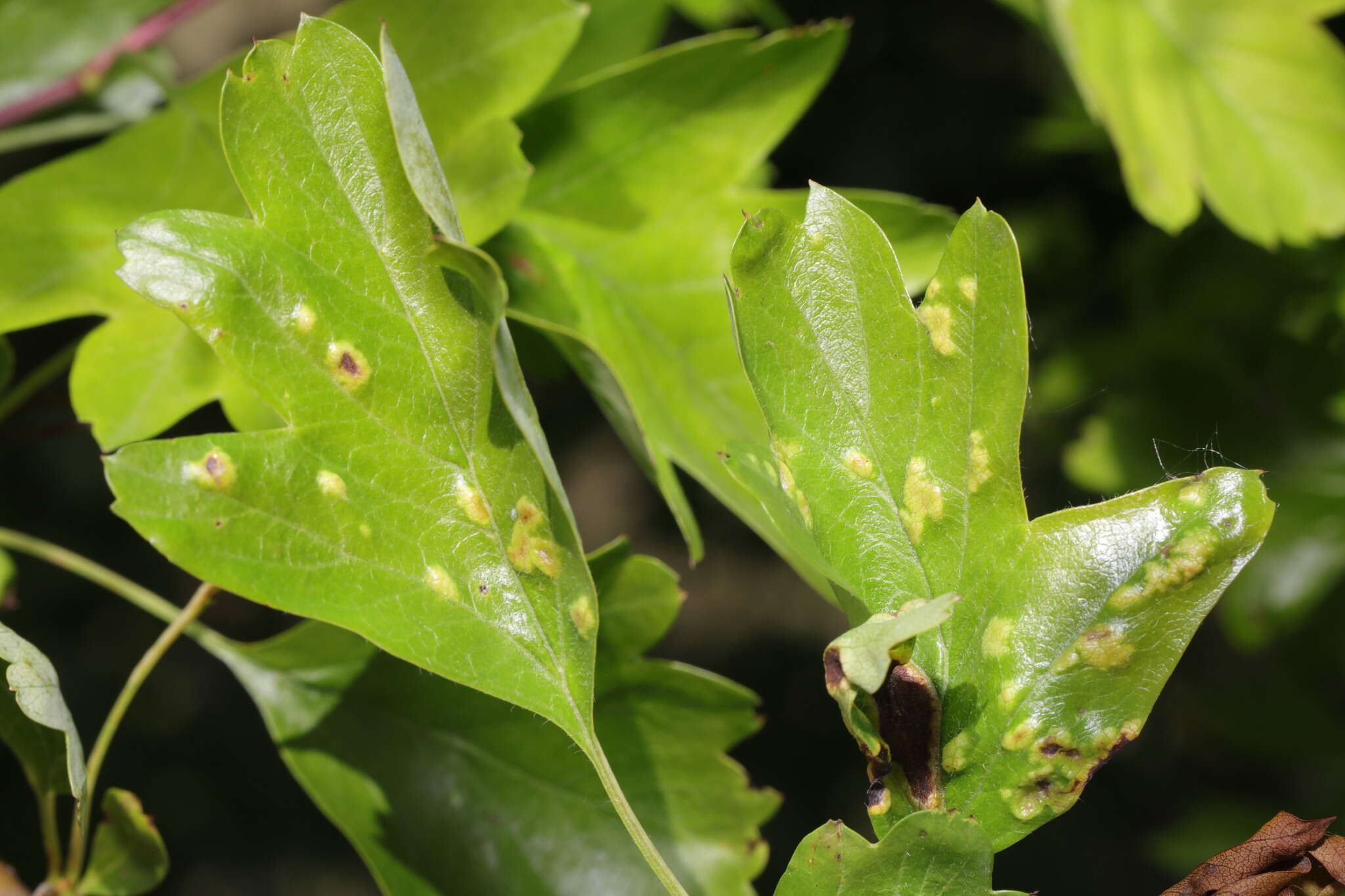 Image of <i>Eriophyes crataegi</i>